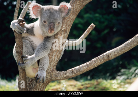 Koala bear in a tree in captivity, Australia, Pacific Stock Photo