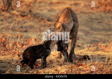 Spotted hyena (Crocuta crocuta) and young, Mashatu Game Reserve, Botswana, Africa Stock Photo