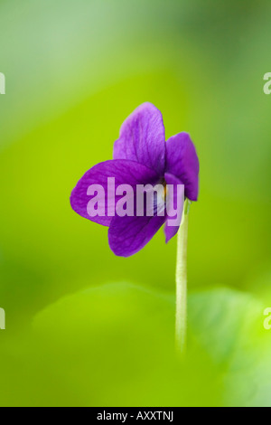 sweet violet Viola odorata Stock Photo