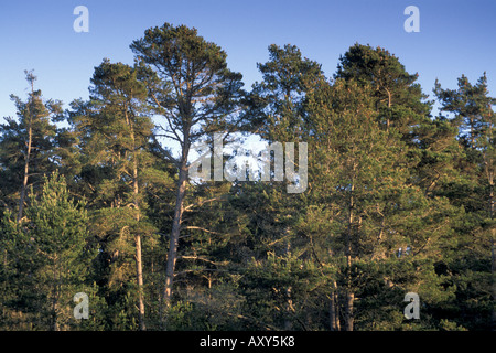 Monterey Pine Tree forest Cambria California Stock Photo - Alamy