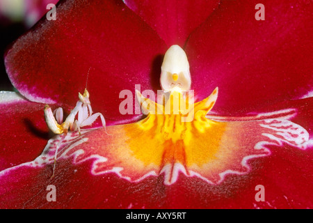 Orchid Mantis (Hymenopus coronatus) sitting well camouflaged in an orchid blossom Stock Photo