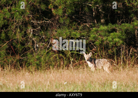 Coyote in field hunting late evening Stock Photo