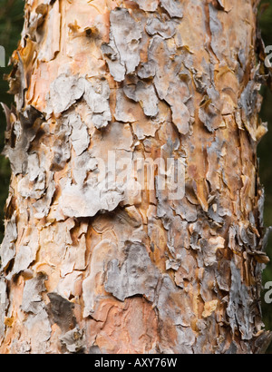 Close up of Scots Pine trunk, Pinus sylvestris Stock Photo