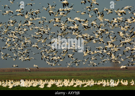 Flock of Ross's Geese flying in morning during migration Merced National Wildlife Refuge Central Valley California Stock Photo