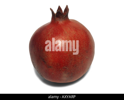 The Pomegranate (Punica granatum) is a fruit-bearing deciduous shrub or small tree growing to 5–8 m tall. Stock Photo