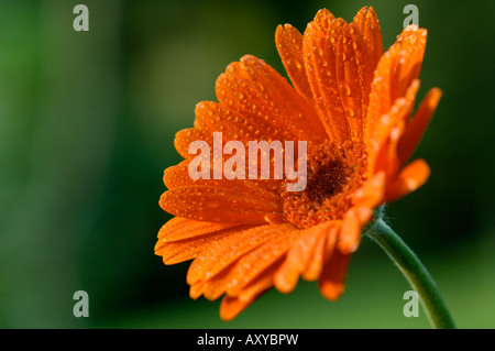 rain drops on orange gerbera close-up (gerbera jamesonii, asteraceae) Stock Photo