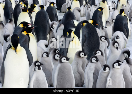 Emperor penguin (Aptenodytes forsteri), chicks in colony, Snow Hill Island, Weddell Sea, Antarctica, Polar Regions Stock Photo