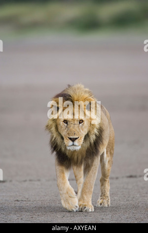 Lion (Panthera leo) walking towards camera, Serengeti National Park, Tanzania, East Africa, Africa Stock Photo