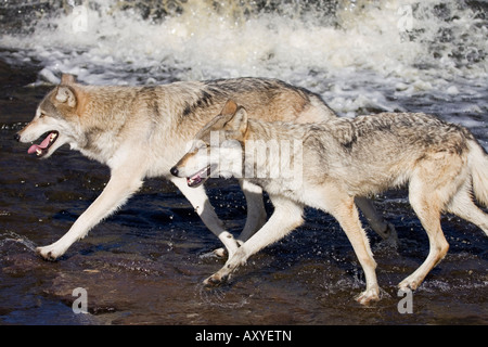 Two gray wolves (Canis lupus) running through water, in captivity, Minnesota Wildlife Connection, Minnesota, USA, North America Stock Photo