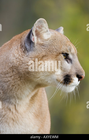 Mountain lion (cougar) (Felis concolor) staring, in captivity, Minnesota Wildlife Connection, Minnesota, USA, North America Stock Photo