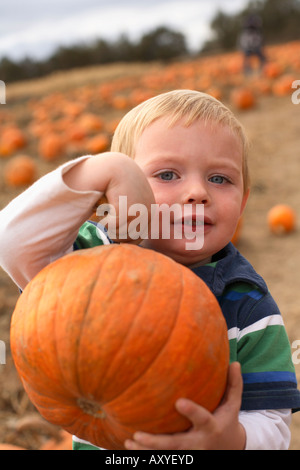 Two year old boy in pumpkin patch holding pumpkin. Stock Photo