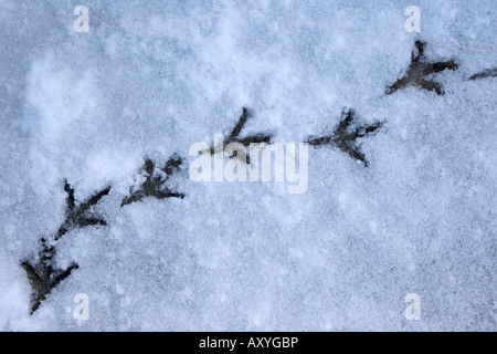 Wood Pigeon Columba palumbus footprints in the snow Stock Photo