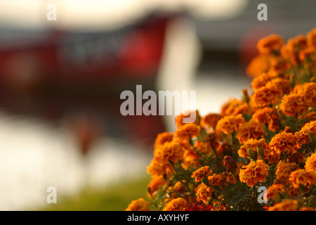 Yellow flowers with harbour in background, Hayle Cornwall UK Stock Photo