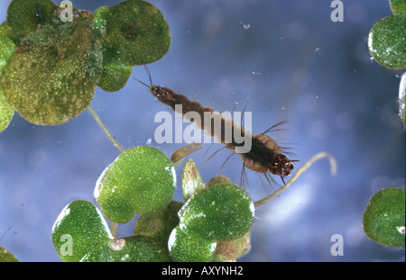 mosquito, gnat (Culex spec.), larvae at water surface Stock Photo