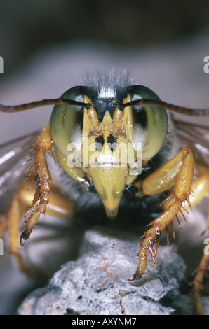 rostrate bembix wasp (Bembix rostrata, Epibembix rostrata), portrait Stock Photo