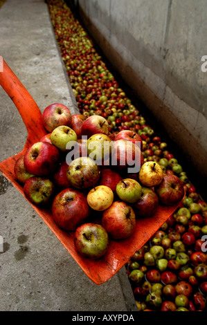 Harvested apples at the Matthew Clark Cider Mill Blackthorn Cider Shepton Mallet Somerset England Stock Photo