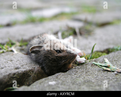 Close up of dead mouse in garden Very shallow DOF Focus is on the head of the mouse Stock Photo