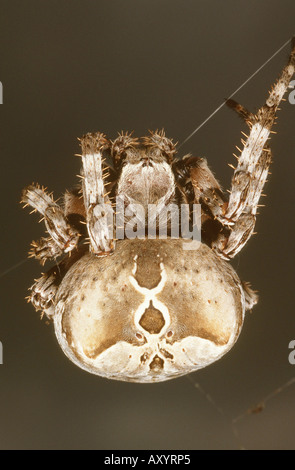 orbweaver (Araneus grossus), female Stock Photo