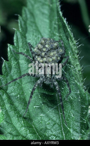 thin-legged wolf spider (Pardosa prativaga), female carrying youngs Stock Photo