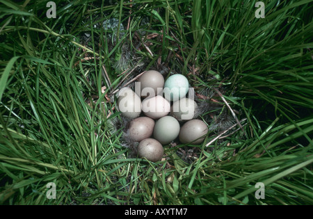 common pheasant, Caucasus Pheasant, Caucasian Pheasant (Phasianus colchicus), nest with eggs Stock Photo