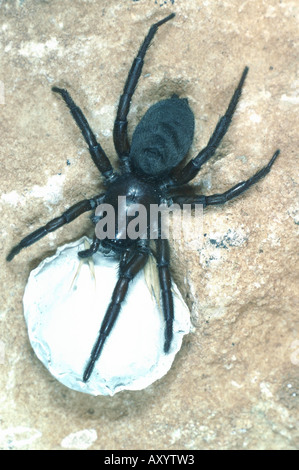 hunting spiders, ground spiders (Gnaphosa lucifuga (lugubris)) Stock Photo