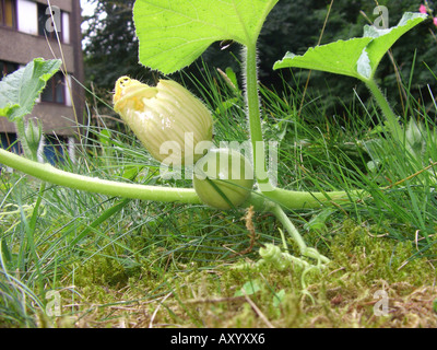 marrow, field pumpkin (Cucurbita pepo 'Gele Reuzen'), cv. Gele Reuzen, female flower in a house garden Stock Photo