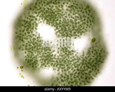 Microcystis flos-aquae (Microcystis flos-aquae), in shining-through ...