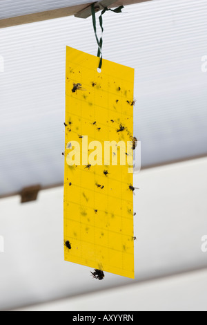 Dead flies on sticky yellow fly paper hanging up indoors Stock Photo