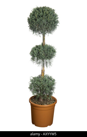 smooth Arizona cypress (Cupressus glabra, Cupressus arizonica ssp. glabra), potted plant, three bowls Stock Photo