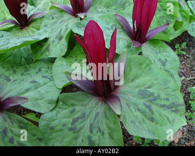 Trillium chloropetalum Rubrum Stock Photo