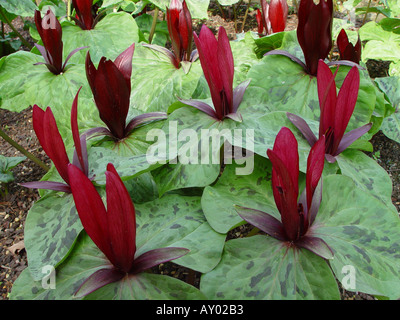 Trillium chloropetalum Rubrum Stock Photo