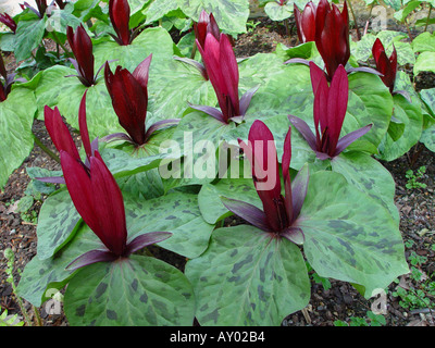 Trillium chloropetalum Rubrum Stock Photo