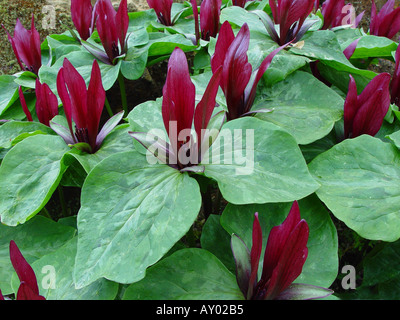 Trillium sessile Stock Photo