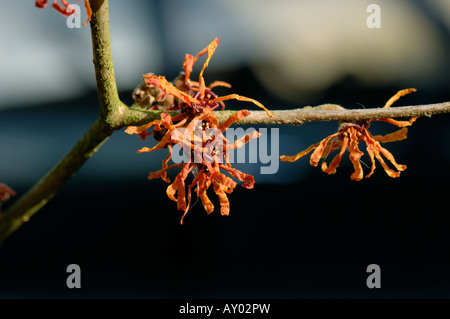 Orange coloured flowers on witch hazel Hamamelis x intermedia Aphrodite Stock Photo