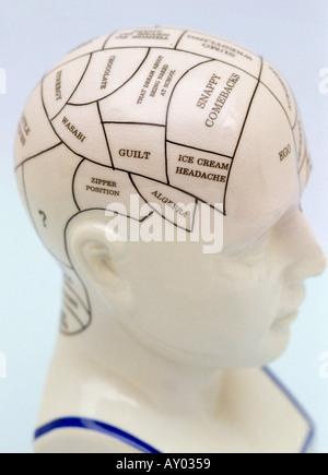 Phrenology Head Model Of Head Stock Photo