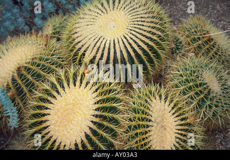 Echinocacius Grusonii cacti, Princess of Wales conservatory, Kew Gardens, Surrey, UK Stock Photo