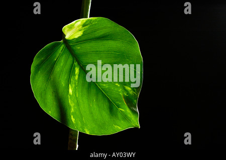 golden pothos (scindapsus aureus) leaf on dark background Stock Photo