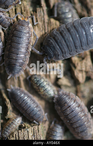 View from above roup of woodlice crawling over textured wooden surface Stock Photo