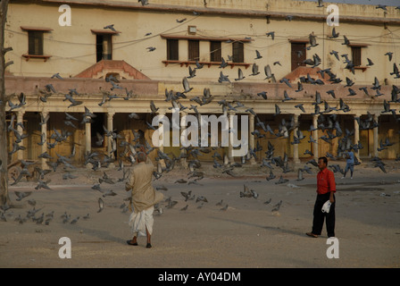 Flock of feral pigeons being fed by two people on corn and grain in the Pink Palace Jaipur Rajasthan India Stock Photo