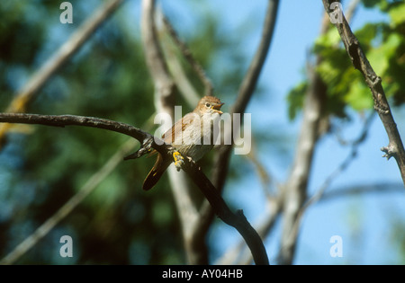 Common Nightingale Luscinia megarhynchos adult male singing branch Tudela Spain Stock Photo