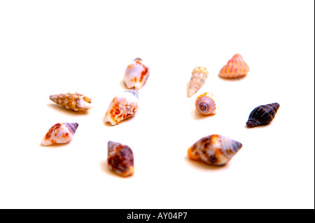 Greek beach shells Stock Photo - Alamy