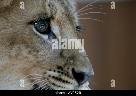 Lion cub portrait Stock Photo