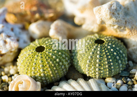 Sardinia Italy Sea Shells and Sea Urchin Stock Photo