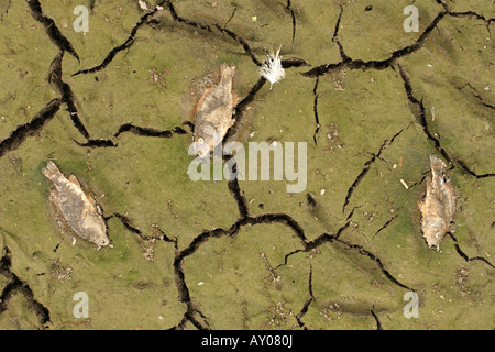 dead fish dried dry pond Stock Photo