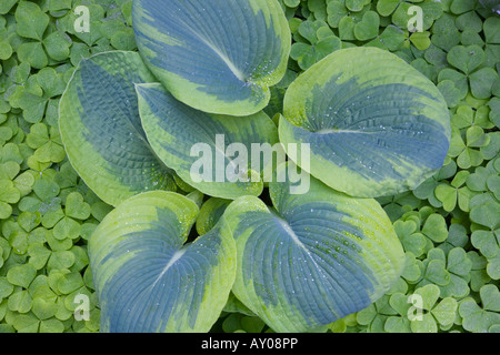 Vashon Island WA Varigated hosta Hosta sieboldiana surrounded by ...