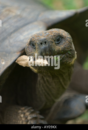 giant turtle galapagos islands ecuador Stock Photo