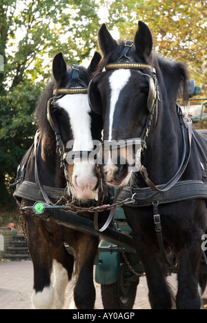 Shire Horses Stock Photo
