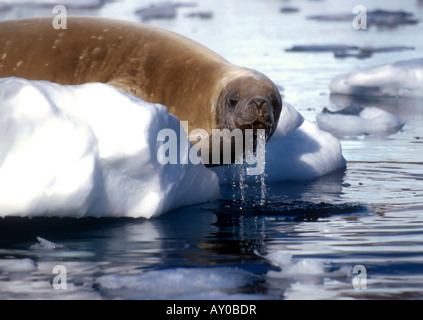 Crabeater seal (lobodon carcinophagus) on ice flow on Antarctic peninsula Stock Photo