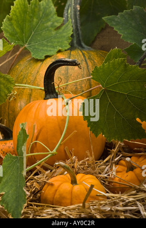 The Happy Halloween time decoration with the orange pumpkins different kinds from above overhead sale for on alamy vertical in USA US hi-res Stock Photo