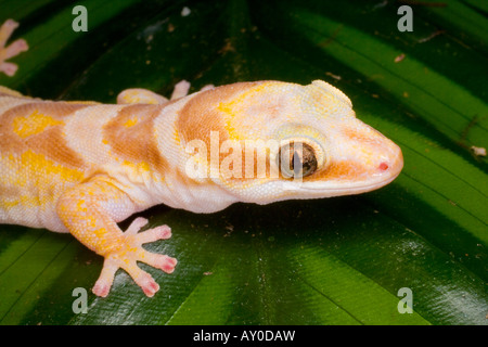 Marbled velvet gecko (Oedura Marmorata) in captivity from Australia Stock Photo